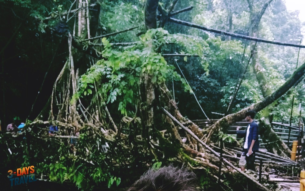 living root bridge meghalaya